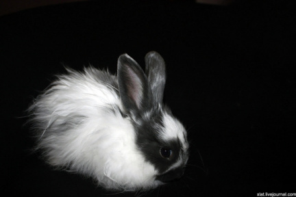 Кролик Оззи