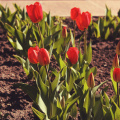 tulips_40676028972_o.jpg