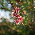 Apricot flowers