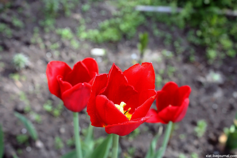 tulips_40682313012_o.jpg