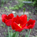 tulips_40682313012_o.jpg