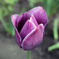 tulip_40725072621_o.jpg