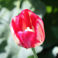 tulip_40725072841_o.jpg