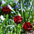 tulips_40682313652_o.jpg