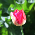 tulip_40682313462_o.jpg