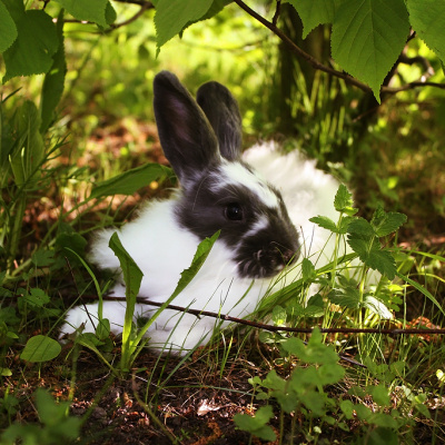 Rabbit Ozzy | Кролик Оззи