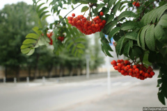 Rowanberry