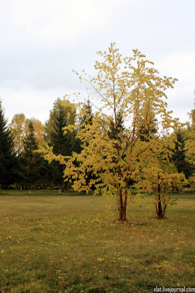 autumn-trees_40754133941_o.jpg