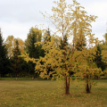 autumn-trees_40754133941_o.jpg