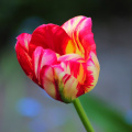 tulip_25933430007_o.jpg