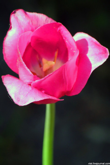 Tulip