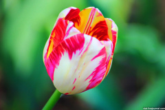 Tulip