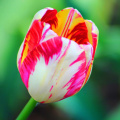 tulip_38994967150_o.jpg