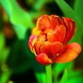 tulip_38994968410_o.jpg