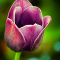 tulip_38994968760_o.jpg