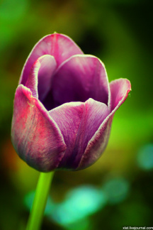 Tulip