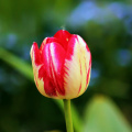 tulip_38994969730_o.jpg