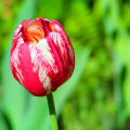 tulip_38994969990_o.jpg