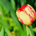 tulip_38994970300_o.jpg