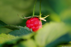 Raspberry