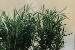 Rosemary