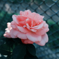 rose_50727216077_o.jpg