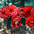 roses_50727121151_o.jpg