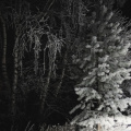Ночь в лесу