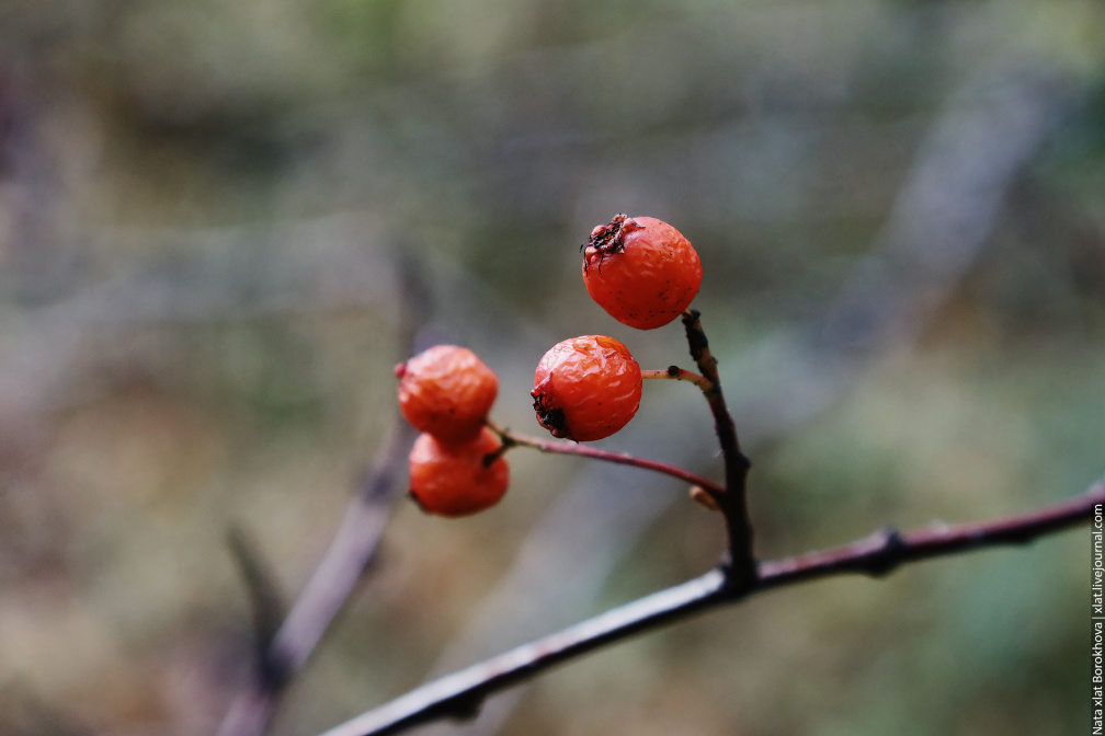 Autumn