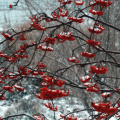rowanberry--first-snow_51757529163_o.jpg