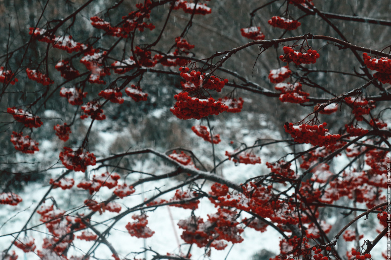 rowanberry--first-snow_51756452607_o.jpg