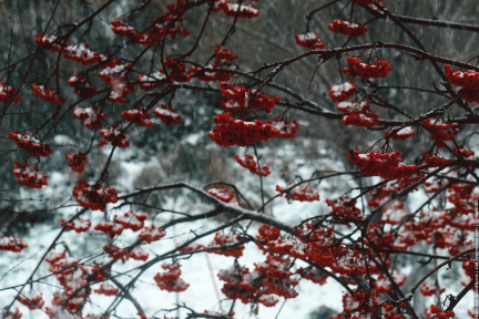 Rowanberry & first snow