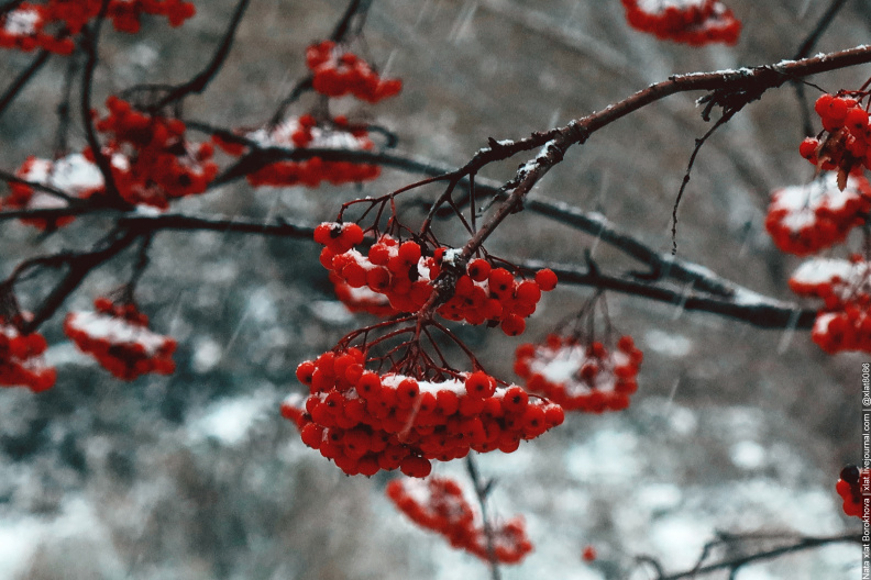rowanberry--first-snow_51756452727_o.jpg