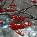 rowanberry--first-snow_51756452727_o.jpg