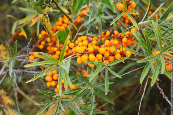 sea ​​​​buckthorn