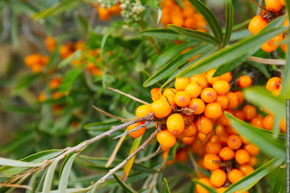 sea ​​​​buckthorn