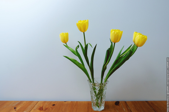 Yellow tulips