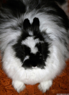 Кролик Оззи